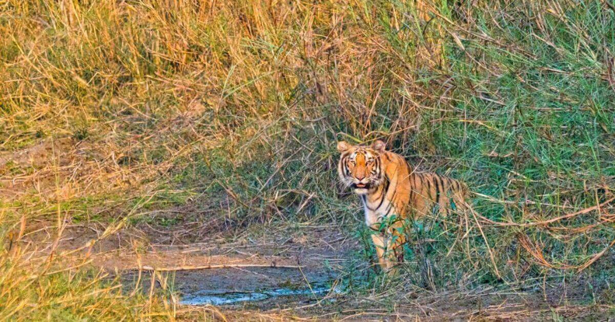 Royal Bengal tiger in Bardiya National park.