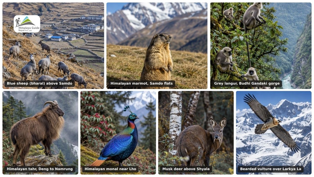 Wildlife Sightseeing During Manaslu Circuit